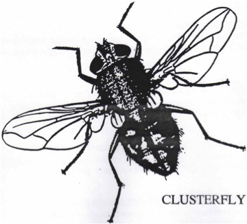 Cluster Fly