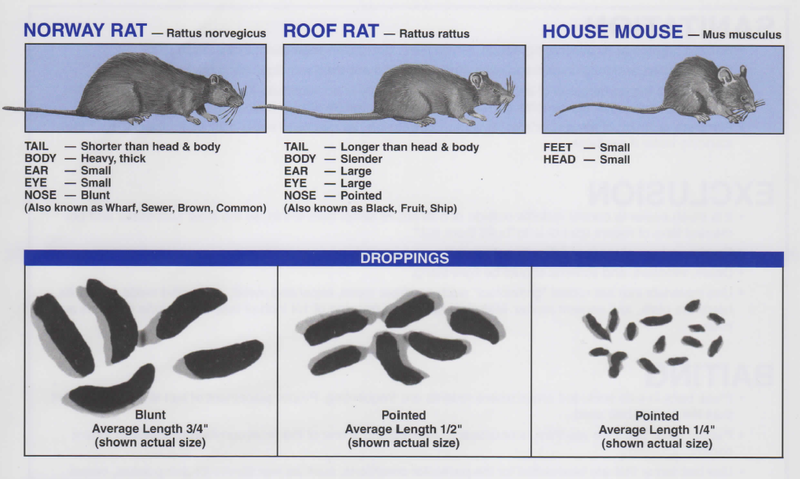 Types of Rodent Feces 